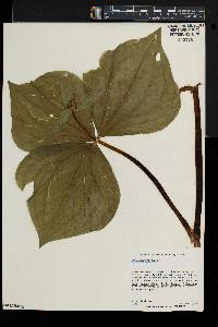 Trillium erectum image