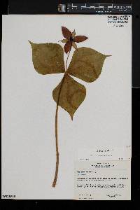 Trillium erectum image