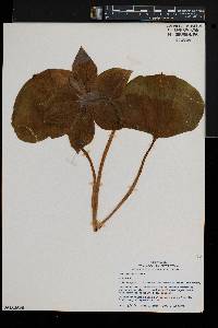 Trillium erectum image