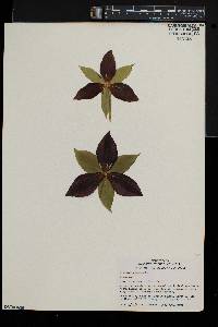 Trillium erectum image