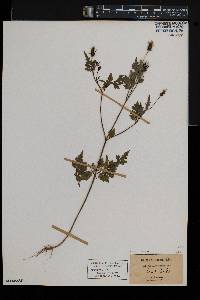 Bidens bipinnata image