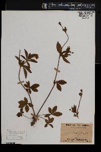 Potentilla canadensis image