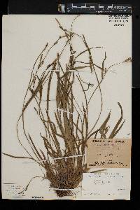 Carex striatula image