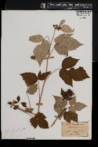 Rubus occidentalis image