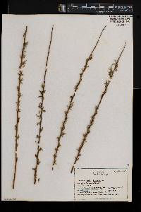 Salix × fragilis image