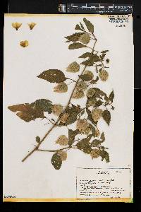 Physalis virginiana image