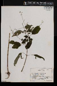 Circaea canadensis image