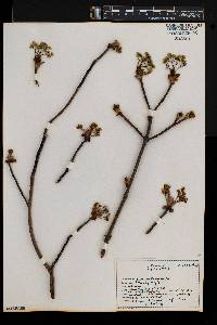 Acer platanoides image