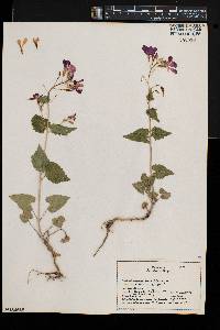 Lunaria rediviva image