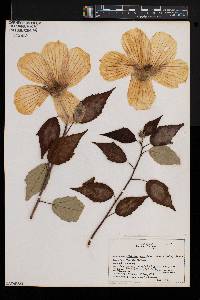 Hibiscus moscheutos image