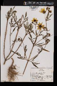 Bidens aristosa image