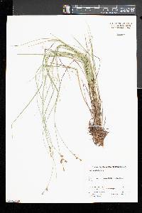 Carex echinata image