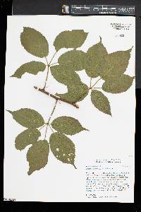 Rubus canadensis image