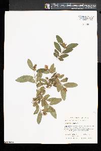 Ligustrum obtusifolium image