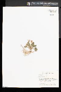 Viola sagittata var. ovata image