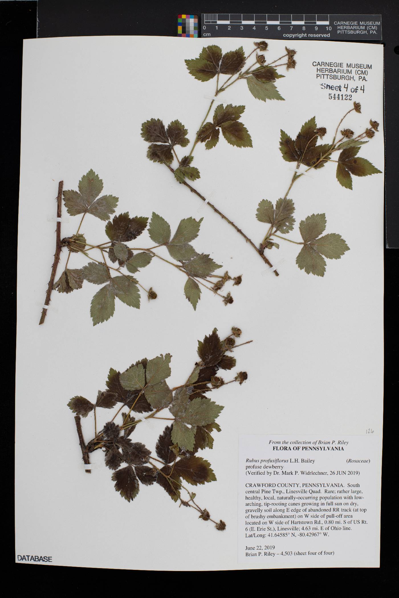 Rubus profusiflorus image