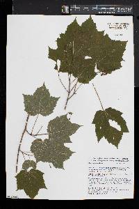 Acer spicatum image