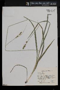 Carex sparganioides image