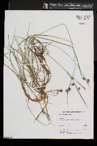 Carex paupercula image