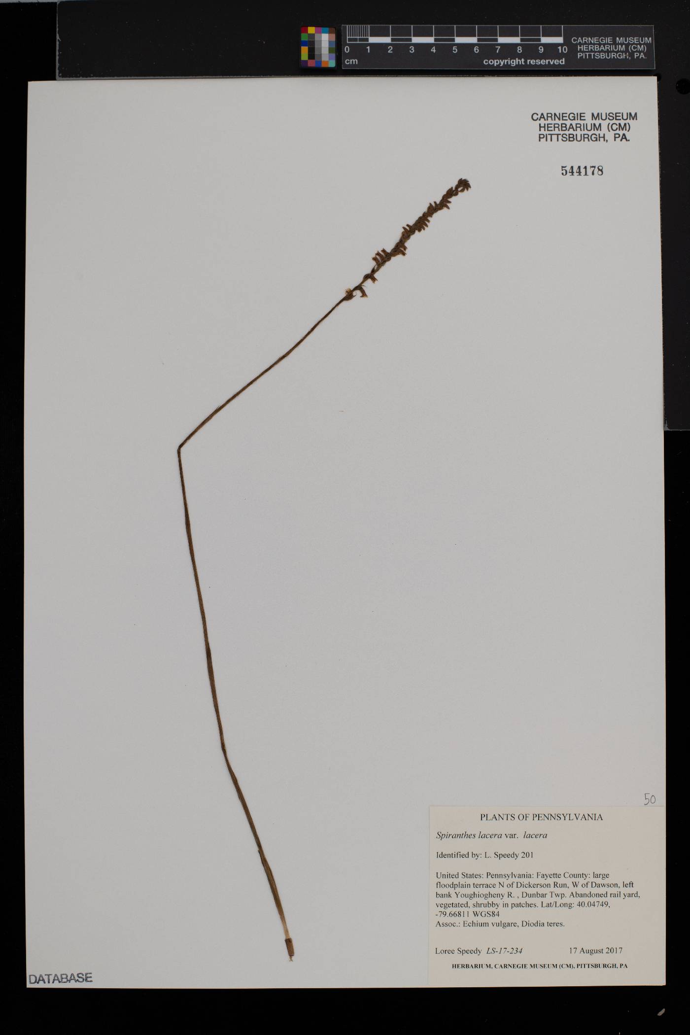 Spiranthes lacera var. lacera image