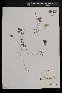 Coptis trifolia image