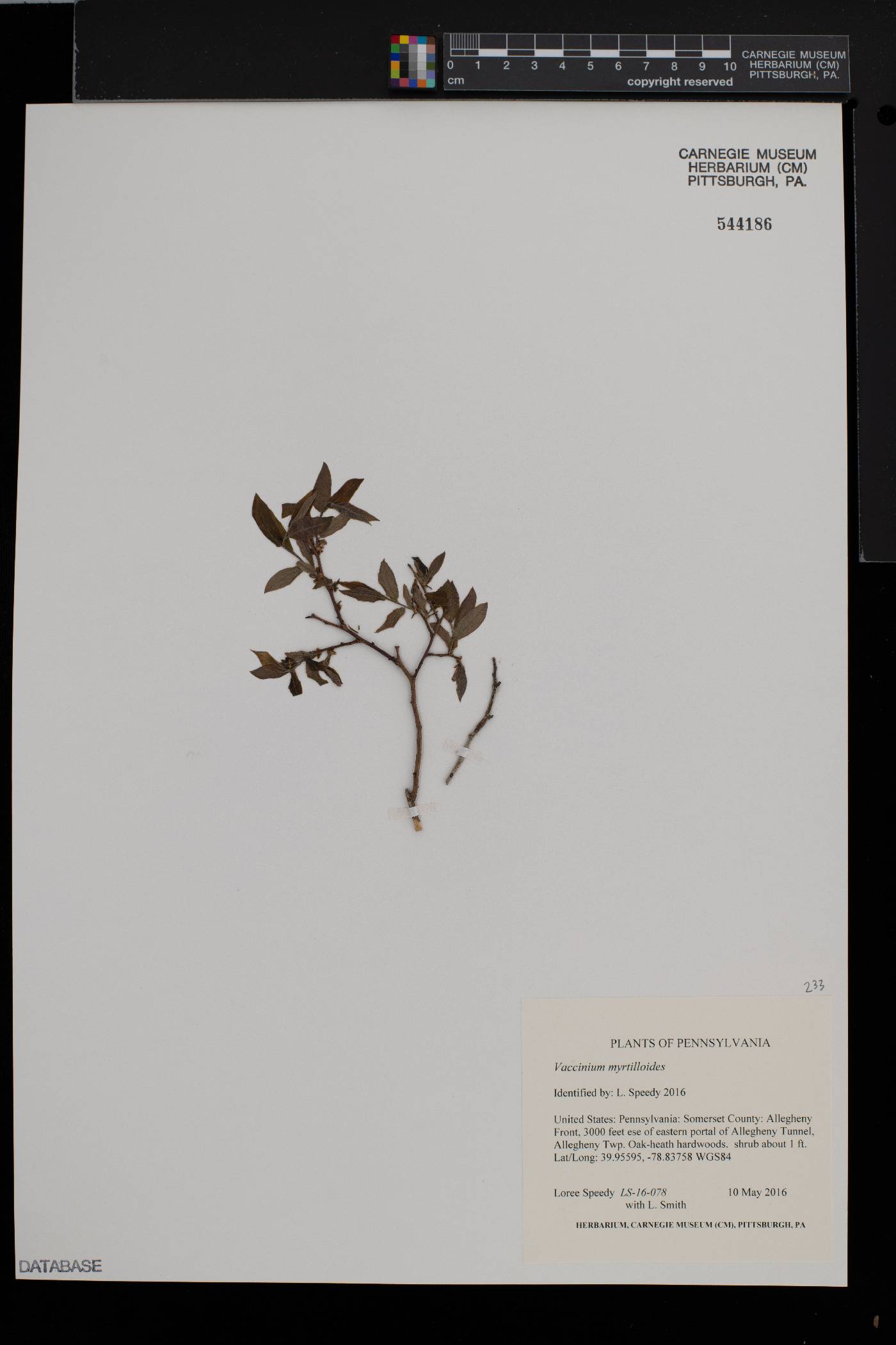 Vaccinium myrtilloides image