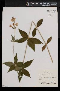 Silene stellata image