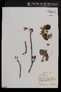 Viburnum lantanoides image