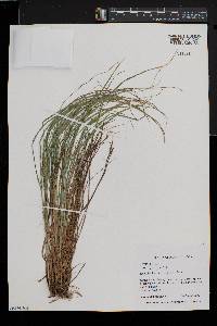 Carex gracilescens image