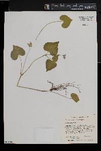 Viola pubescens var. scabriuscula image