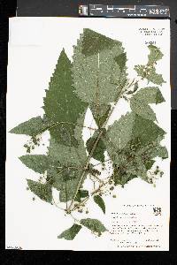 Scrophularia marilandica image