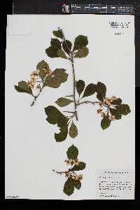 Crataegus punctata image