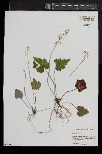 Mitella diphylla image