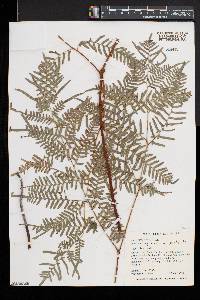 Pteridium aquilinum subsp. pseudocaudatum image