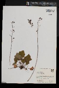 Heuchera americana image