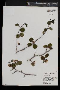 Crataegus dodgei image