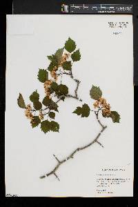 Crataegus intricata image