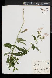 Phlox paniculata image