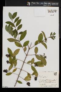 Ligustrum obtusifolium image