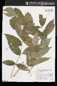 Fraxinus nigra image