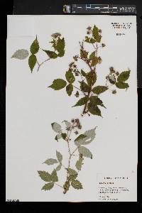 Rubus occidentalis image