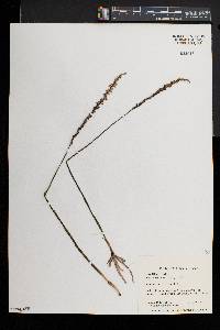 Spiranthes lacera image