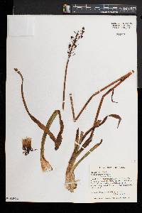 Amianthium muscitoxicum image