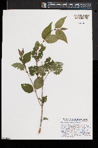 Viburnum rafinesqueanum image