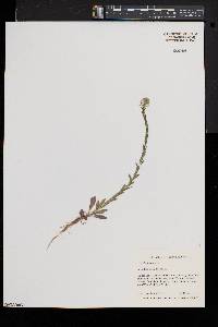 Lepidium campestre image