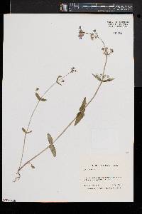 Collinsia verna image