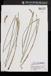 Carex argyrantha image