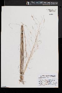 Deschampsia flexuosa image