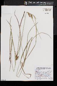 Carex baileyi image