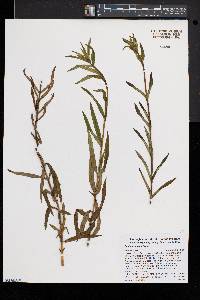 Gentiana linearis image